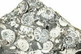 Ammonite (Promicroceras) Cluster - Marston Magna, England #282042-1